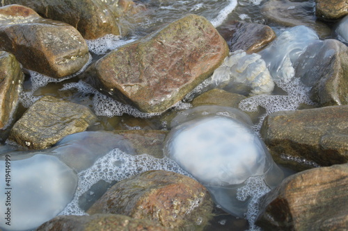 kornerot transparent jellyfish washed up on the shore among the rocks in the Sea of Azov