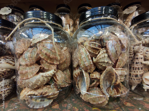 many seashell in jar photo