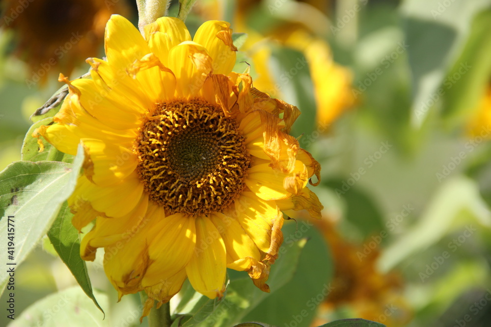 Naklejka premium sunflower