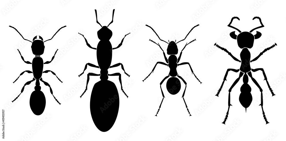 Vector collection of 4 insects silhouettes. Army ant, queen ant, worker ant,  tropical ant. Minimal graphic illustration. Векторный объект Stock | Adobe  Stock