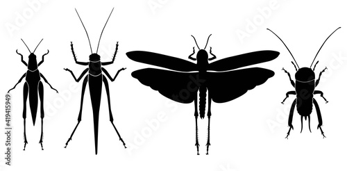 Konstfotografi Vector collection of 4 Orthoptera insects silhouettes