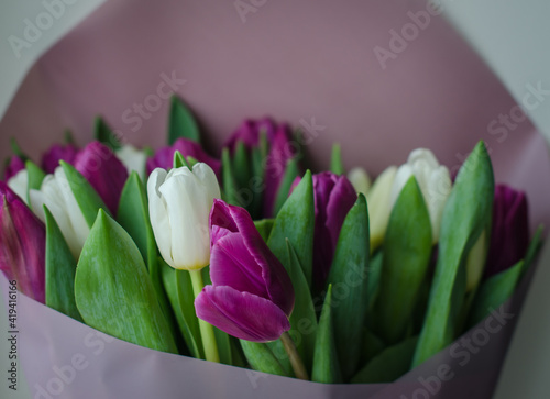 Lots of tulips, purple and white