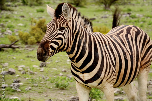 A young zebra grazing while keeping a look out for any predators.