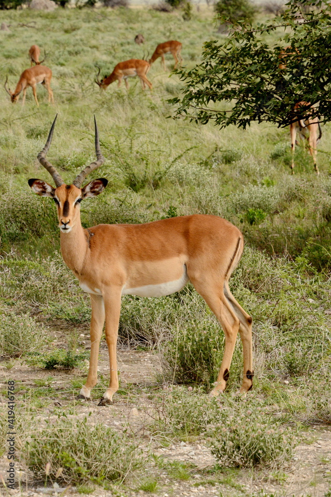 A young springbok grazing at the base of a tree with the rest of his herd in the background. A young springbok grazing at the base of a tree with the rest of his herd in the background.