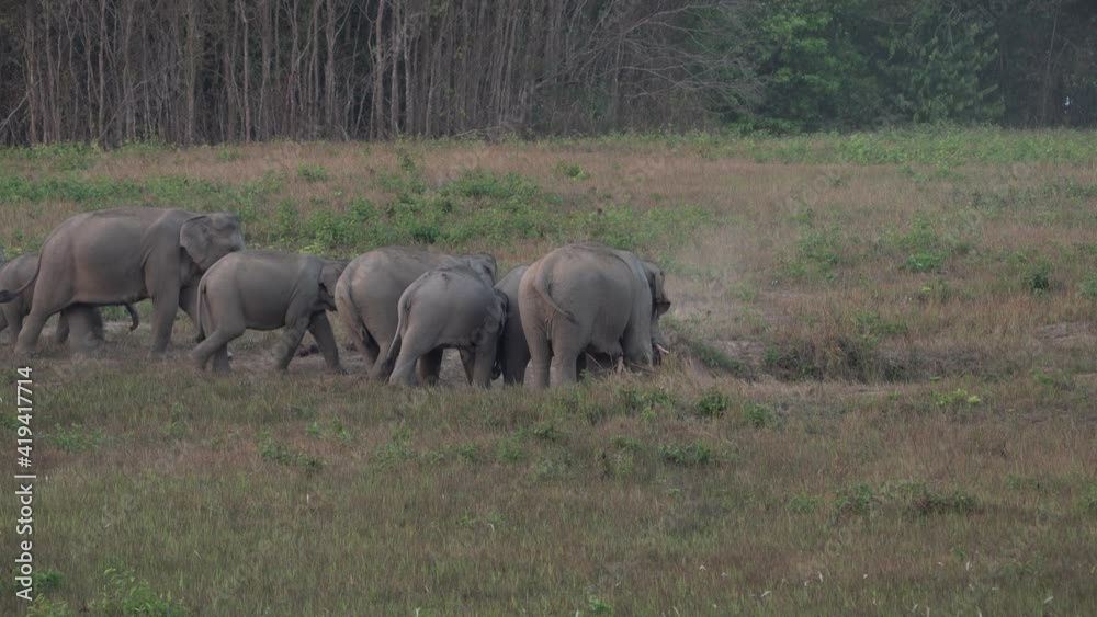 Mother elephants and female elephants gather to feed and protect their youngsters coming to eat soil, minerals. Khao Yai National Park Mother elephants and female elephants gather to feed and protect their youngsters coming to eat soil, minerals. Khao Yai National Park