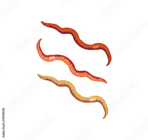 earthworms vector illustration isolated on white