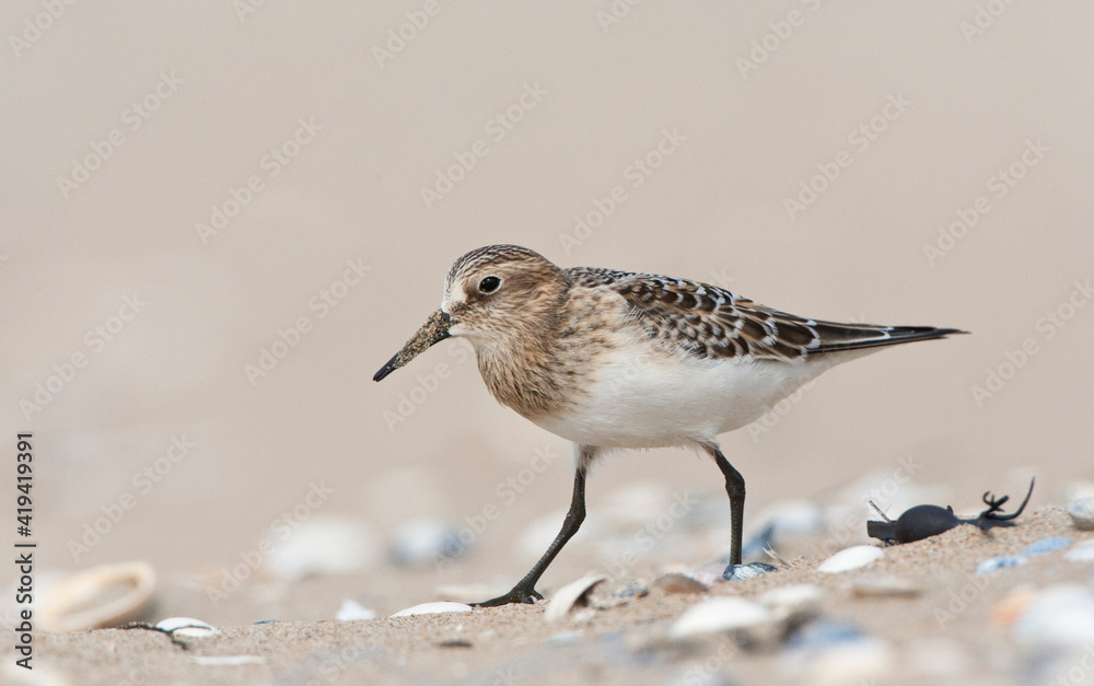 Bairds Strandloper, Bairds Sandpiper, Calidris bairdii Bairds Strandloper, Bairds Sandpiper, Calidris bairdii