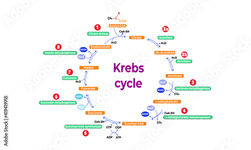 Krebs cycle [tricarboxylic acid cycle] 