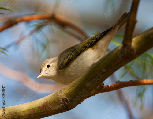 Balkanbergfluiter, Balkan's Warbler, Phylloscopus orientalis photo