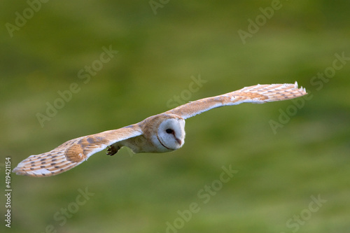 Kerkuil  Barn Owl Tyto alba