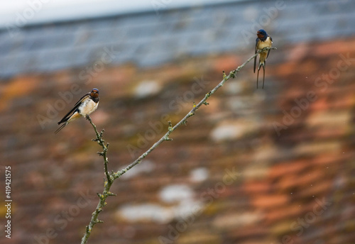 Barn Swallow, Boerenzwaluw, Hirundo rustica photo