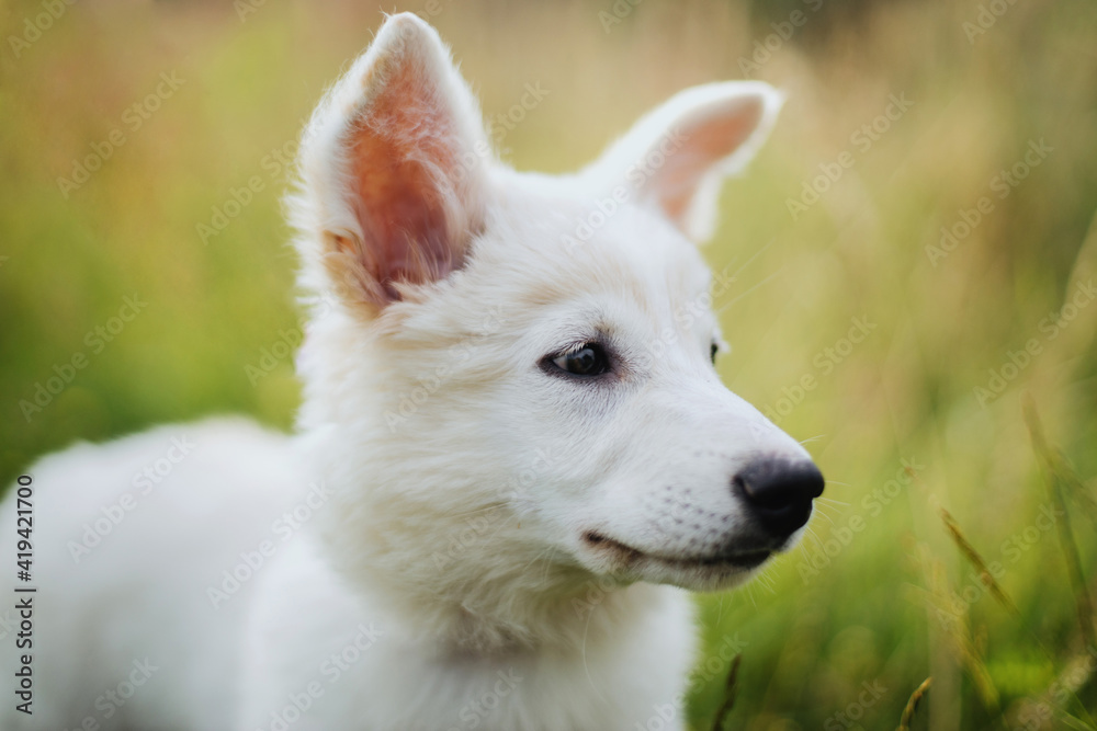 Cute white puppy portrait in warm sunny light among grass in summer meadow. Fluffy swiss shepherd Cute white puppy portrait in warm sunny light among grass in summer meadow. Fluffy swiss shepherd