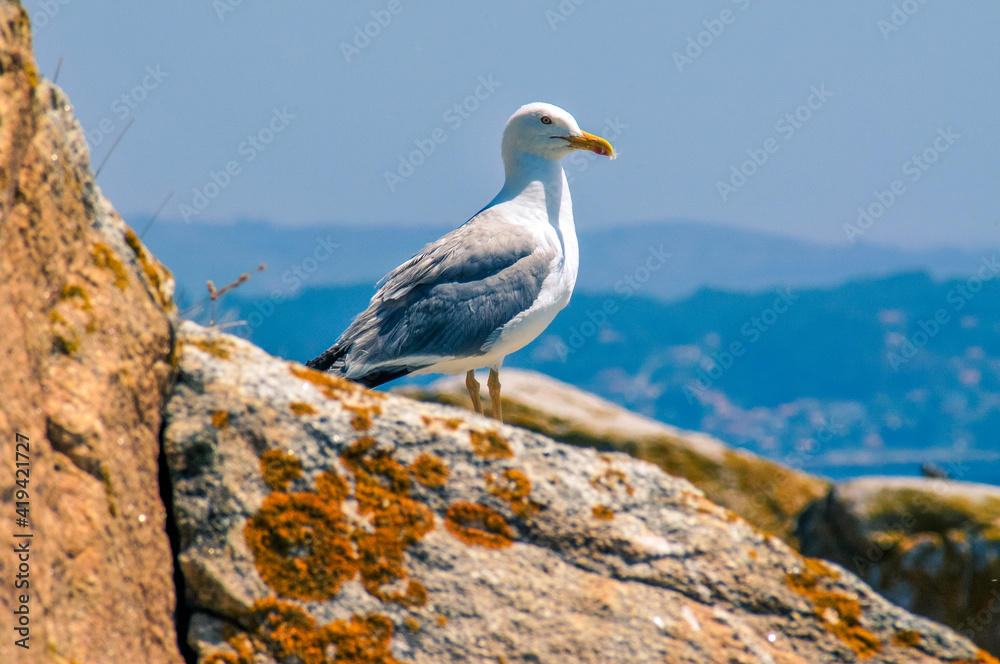 seagull on the rock seagull on the rock
