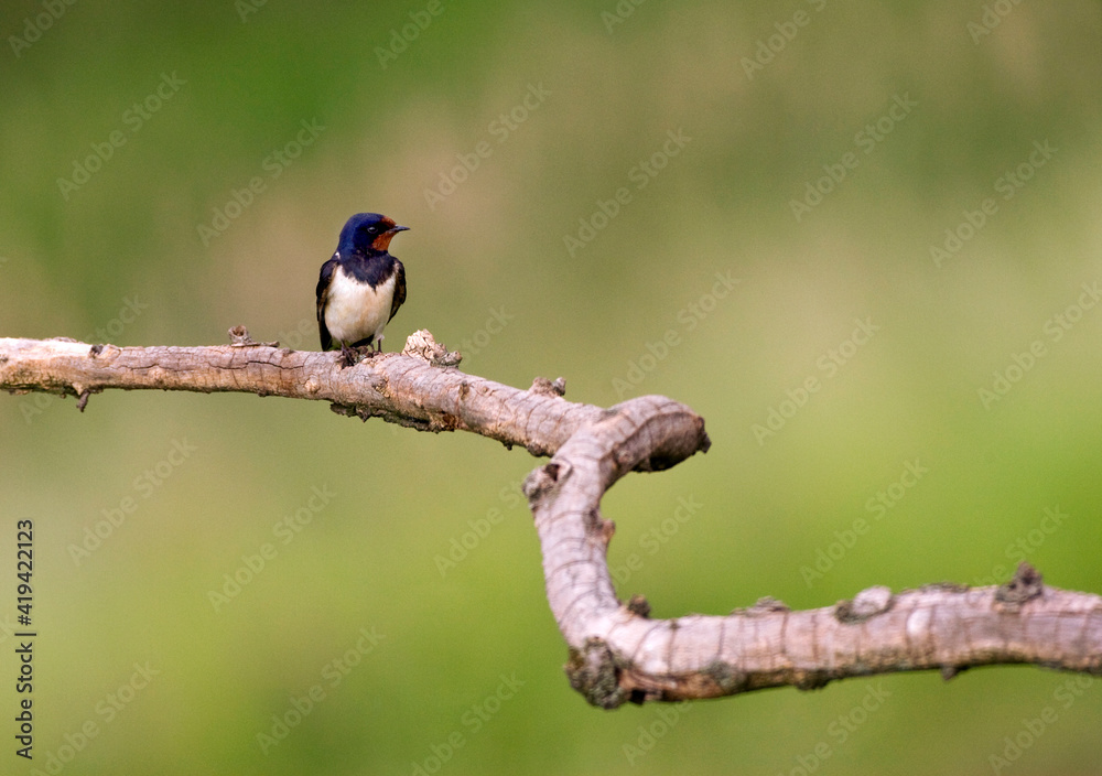 Boerenzwaluw, Barn Swallow, Hirundo rustica Boerenzwaluw, Barn Swallow, Hirundo rustica