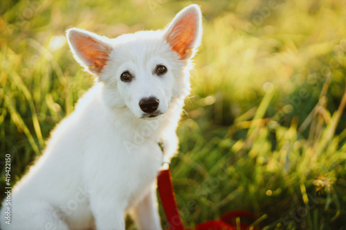 Adorable white puppy sitting in grass in summer meadow in warm sunshine. Swiss shepherd puppy