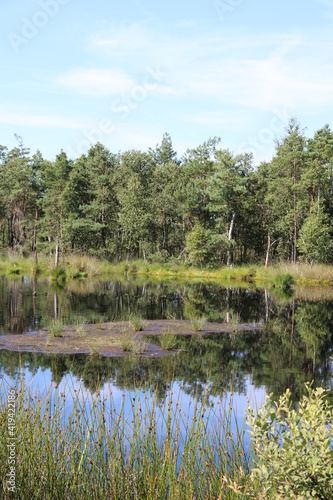 Zauberhafte Landschaft im Moor   Pietzmoor in der L  neburger Heide im Sommer