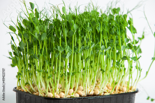 Microgreens the small shoots of any of various plants  such as arugula  dill  kale  or sorrel  that are used as food  especially in salads. 