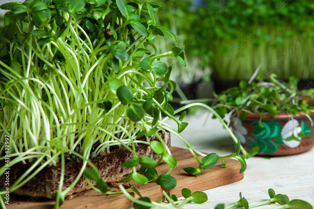 Fototapeta premium Microgreens the small shoots of any of various plants, such as arugula, dill, kale, or sorrel, that are used as food, especially in salads. 