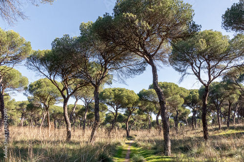 Pinar de Antequera in Valladolid, Castilla y Leon, Spain