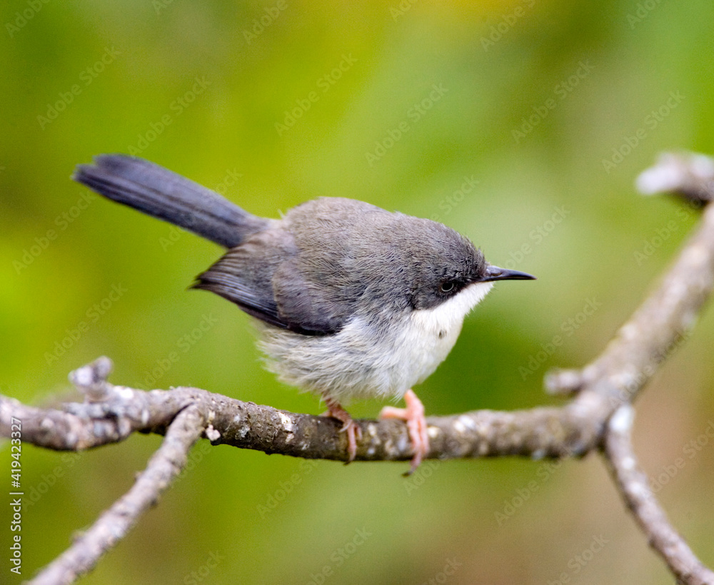 Fototapeta premium Halsbandapalis, Bar-throated Apalis, Apalis thoracica