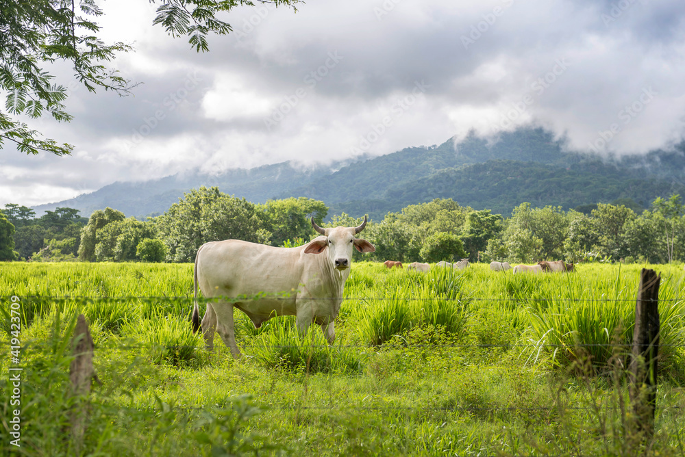 Fototapeta premium Herd of white Nelore cattle grazing in a pasture on a reen feld of grass. Costa Rica, central America.