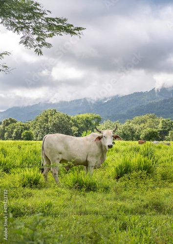 Herd of white Nelore cattle grazing in a pasture on a reen feld of grass. Costa Rica, central America..
