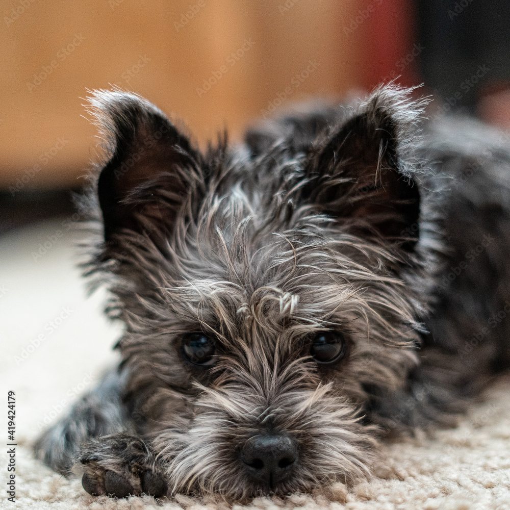Cute Black and Silver Mixed Breed Puppy Shallow Depth of Field on an off White Carpet with Tan and Dark Bokeh Background