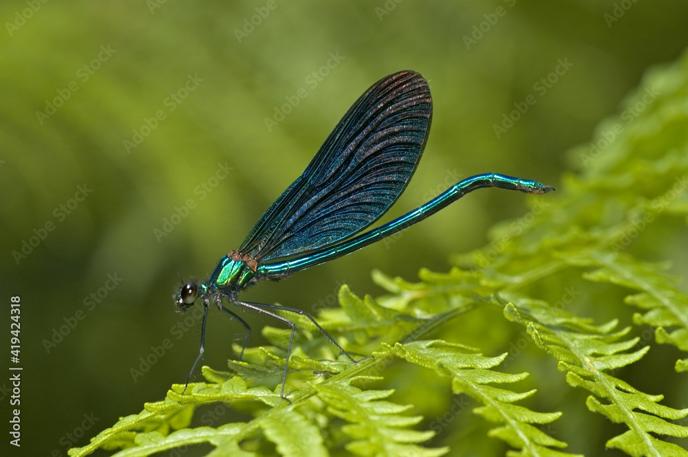 Bosbeekjuffer, Beautiful Demoiselle, Calopteryx virgo