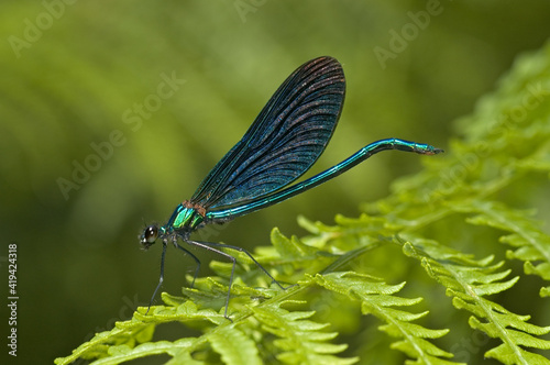 Obraz na płótnie Bosbeekjuffer, Beautiful Demoiselle, Calopteryx virgo w salonie