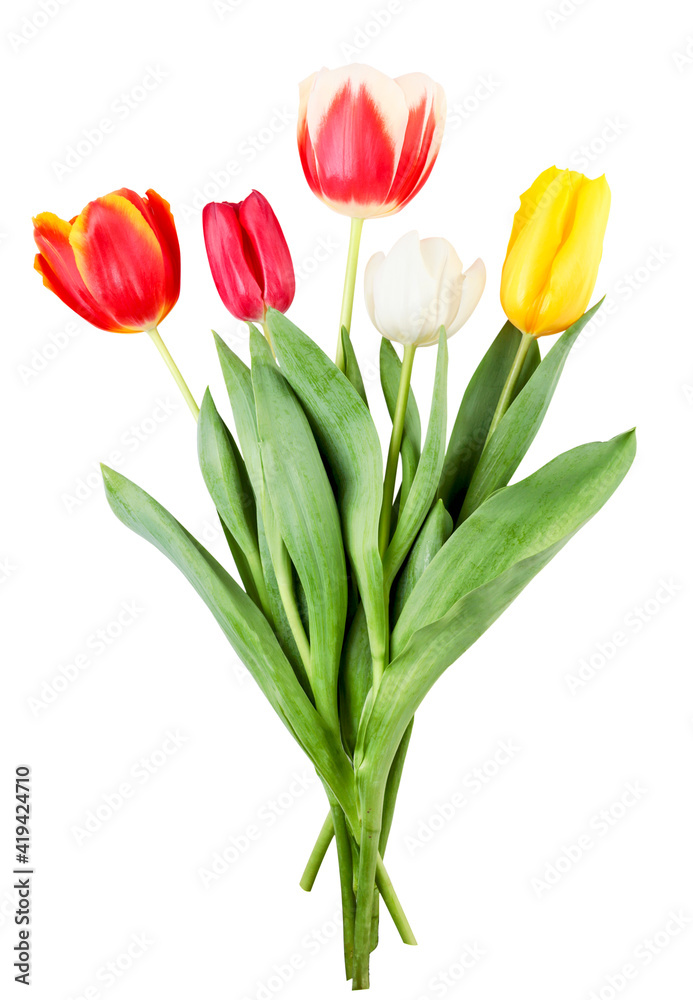 Bouquet of multi-colored tulips on a white background. Isolated Bouquet of multi-colored tulips on a white background. Isolated