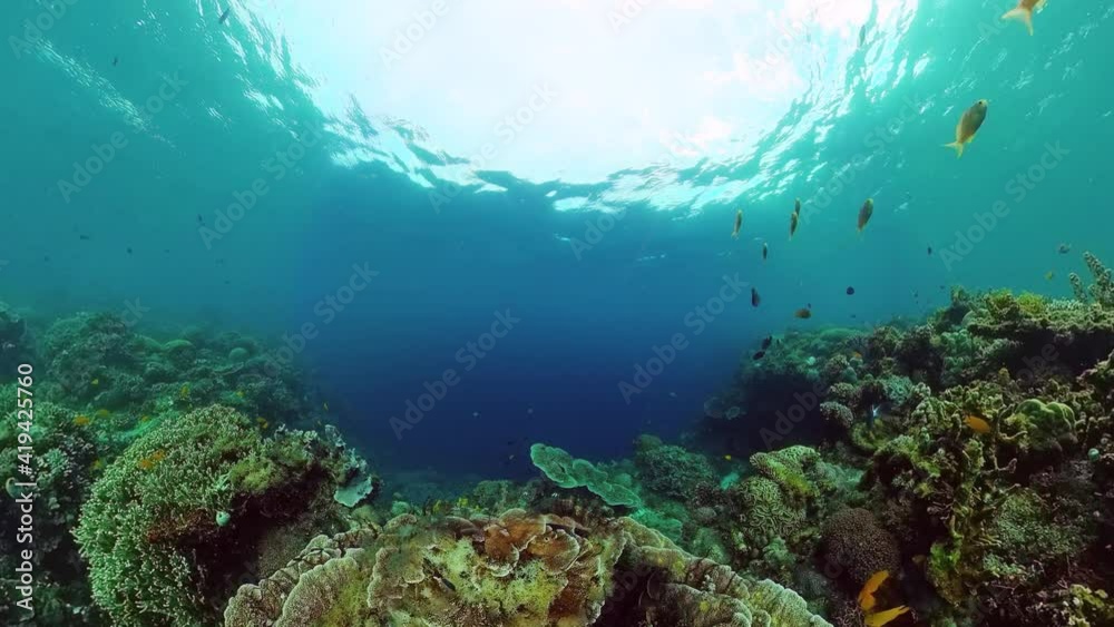Beautiful underwater world with coral reef and tropical fishes. Panglao, Philippines. Travel vacation concept Beautiful underwater world with coral reef and tropical fishes. Panglao, Philippines. Travel vacation concept