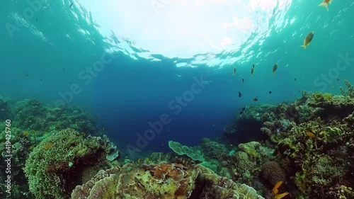 Wallpaper Mural Beautiful underwater world with coral reef and tropical fishes. Panglao, Philippines. Travel vacation concept Torontodigital.ca