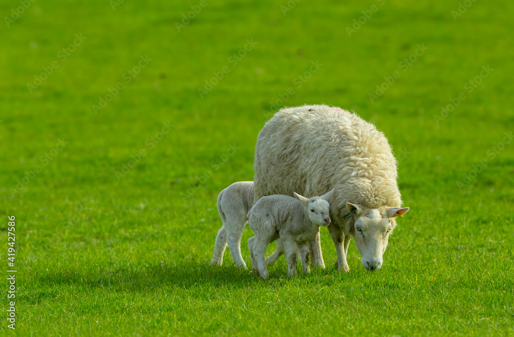 Obraz premium A ewe and her two newborn lambs with one lamb very close to her. Concept: A mother's love. The ewe is grazing in a lush green meadow. No people. Horizontal. Space for copy.