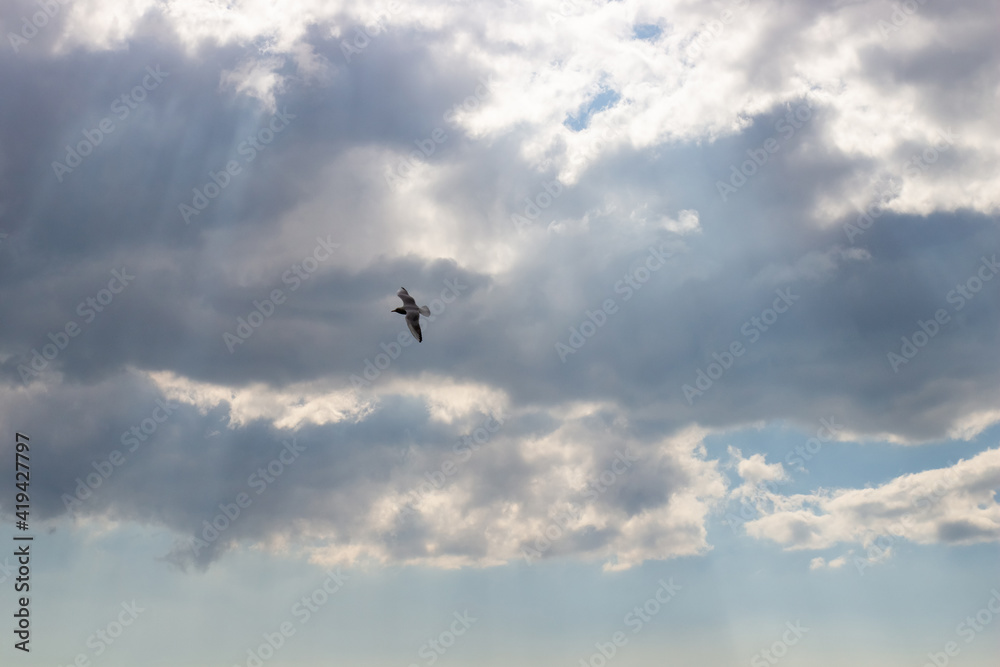 Flying seagull in the cloudy sky. Freedom concept background.