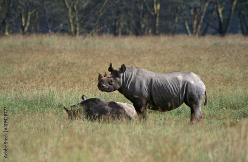 Zwarte Neushoorn  Black Rhinoceros  Diceros bicornis