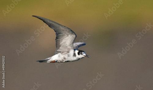 Zwarte Stern, Black Tern, Chlidonias niger photo
