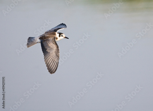 Zwarte Stern, Black Tern, Chlidonias niger photo
