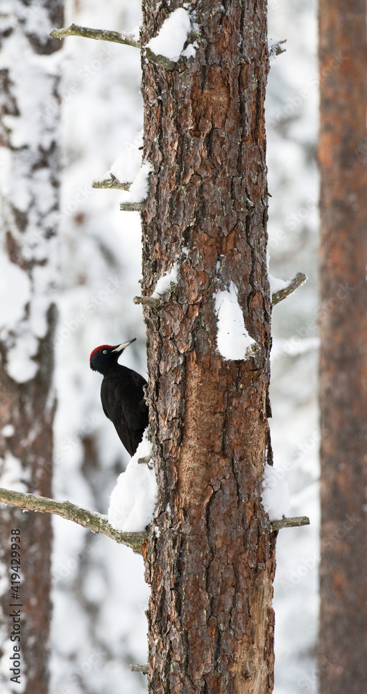 Zwarte Specht, Black Woodpecker, Dryocopus martius Zwarte Specht, Black Woodpecker, Dryocopus martius