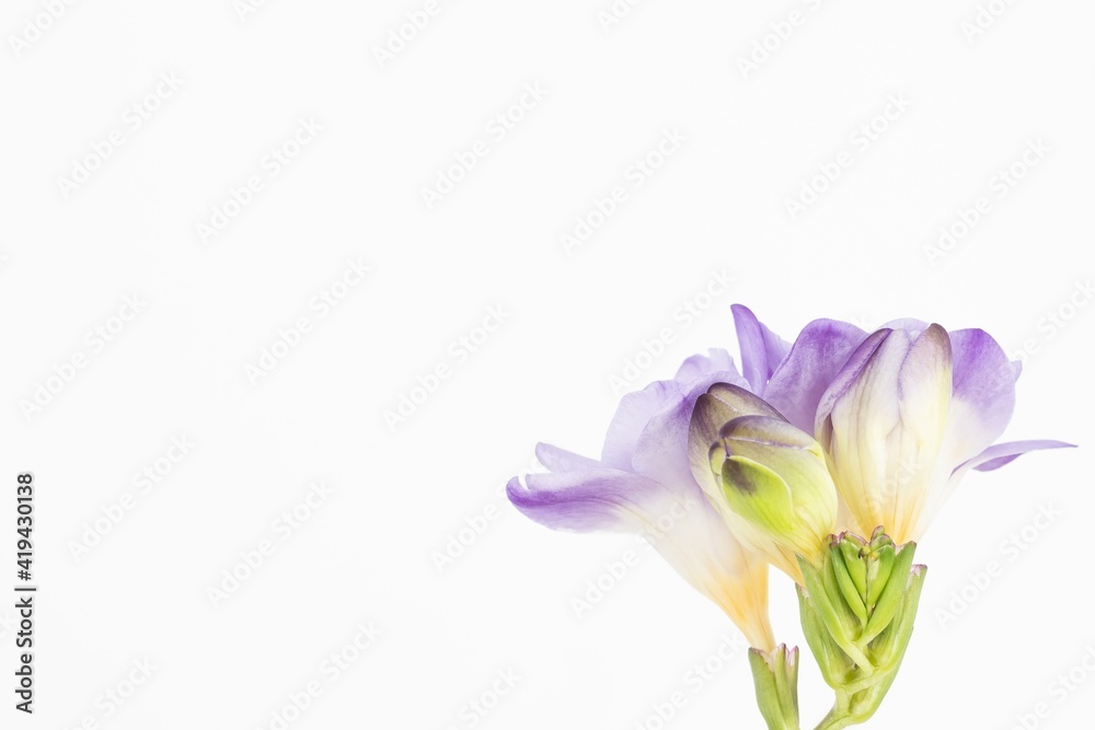 Close up blossom of beautiful violet freesia flower (Iridaceae Ixioideae) on white background. Shallow depth of focus. Fresh fashion pastel lilac purple creamy yellow and green color combination Close up blossom of beautiful violet freesia flower (Iridaceae Ixioideae) on white background. Shallow depth of focus. Fresh fashion pastel lilac purple creamy yellow and green color combination