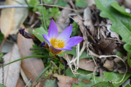 Romulea bulbocodium plant with beautiful purple and yellow flower photo