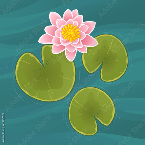 Beautiful pink waterlily or lotus flower in pond. Vector illustration.