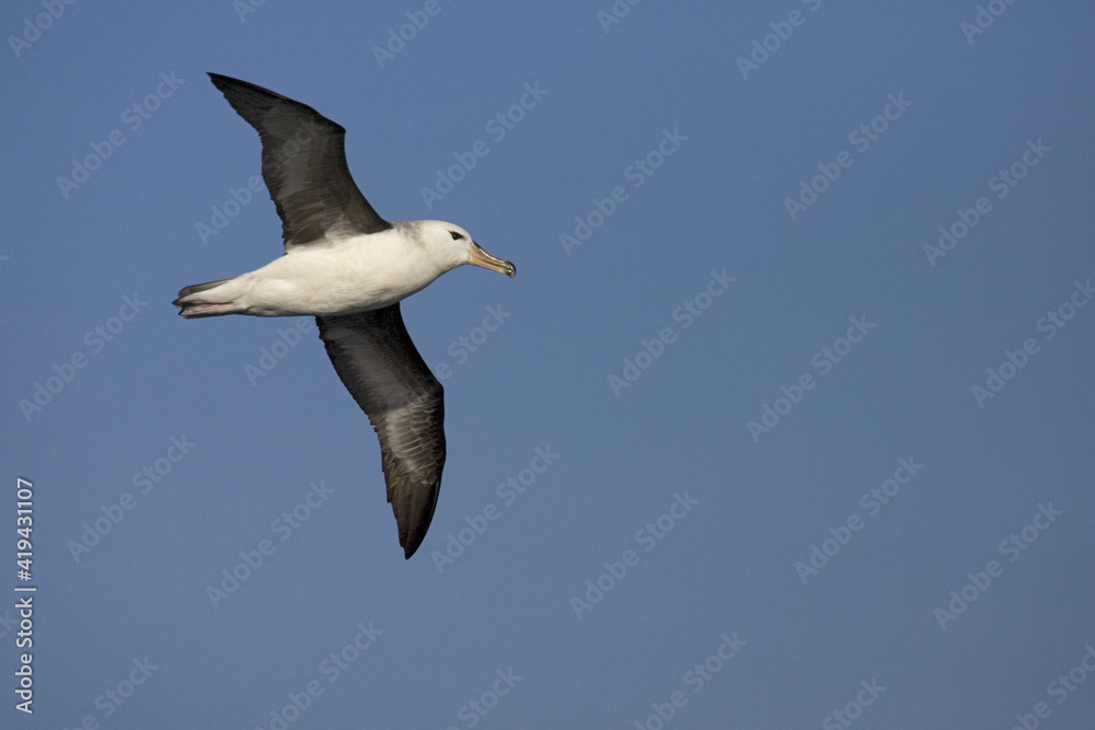 Wenkbrauwalbatros, Black-browed Albatross, Thalassarche melanophrys