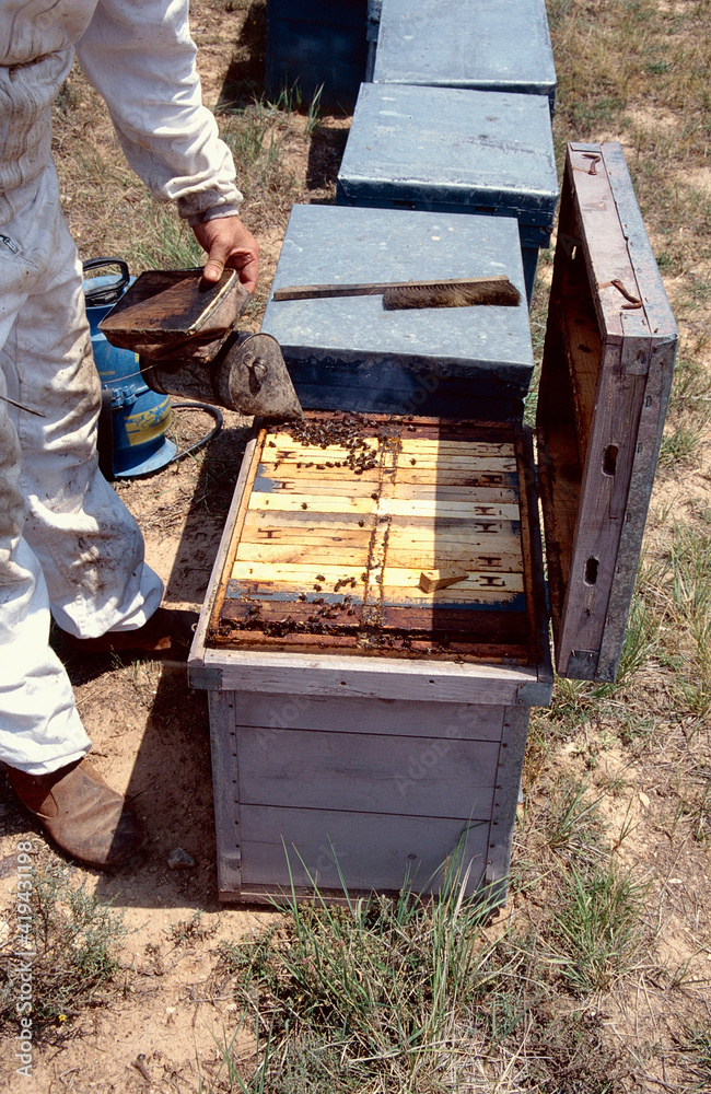 Lange Reihen mit Bienenkaesten aus einer Imkerei in Spanien. Hinojosa, Teruel, Aragon, Spanien --
Long rows of hives from a beekeeping plant in Spain. Hinojosa, Teruel, Aragon, Spain Lange Reihen mit Bienenkaesten aus einer Imkerei in Spanien. Hinojosa, Teruel, Aragon, Spanien --
Long rows of hives from a beekeeping plant in Spain. Hinojosa, Teruel, Aragon, Spain