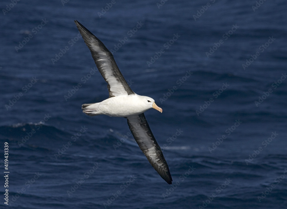Black-browed Albatross, Wenkbrauwalbatros, Thalassarche melanophrys