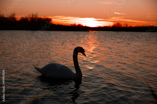 Tramonto con cigno