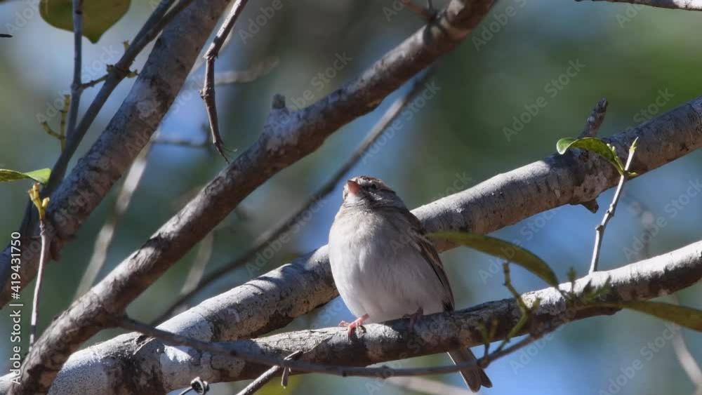 Chipping sparrow close up perched on a tree branch Chipping sparrow close up perched on a tree branch
