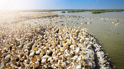 Great white pelican (eastern white pelican, rosy pelican or white pelican) on the coast of the lake Tana, the largest lake in Ethiopia.