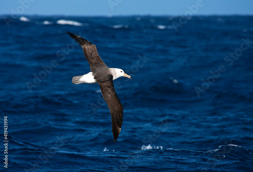 Wenkbrauwalbatros, Black-browed Albatross, Thalassarche melanophrys