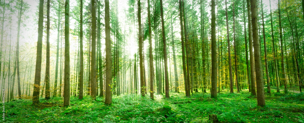 green bamboo forest green bamboo forest