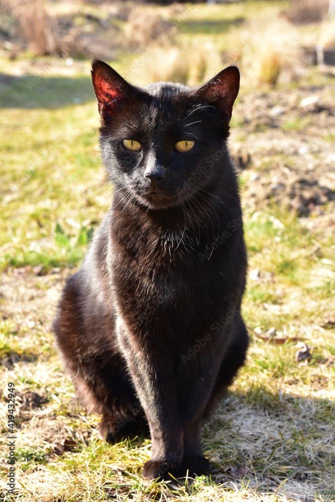 A black cat in the garden on a warm spring day.